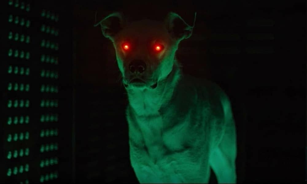 Titans | Saiba quem é Krypto, o Supercão